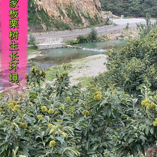 2023年新货正宗迁西板栗农家自产高山野生油栗河北燕山板栗3斤5