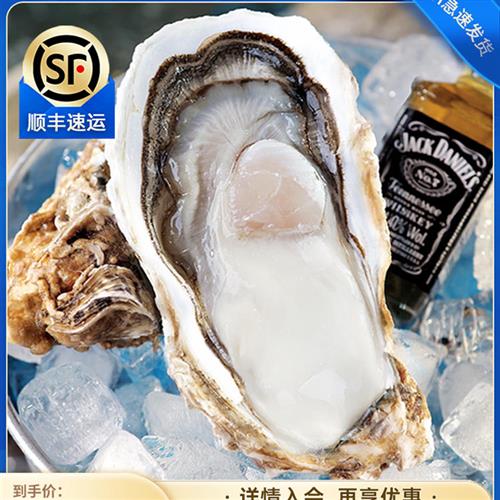 贝司令乳山生蚝鲜活特大10斤牡蛎活鲜海蛎子带箱新鲜海鲜水产