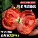 北京密云流沙番茄 密农人家沙瓤西红柿生吃大番茄有籽新鲜自然熟