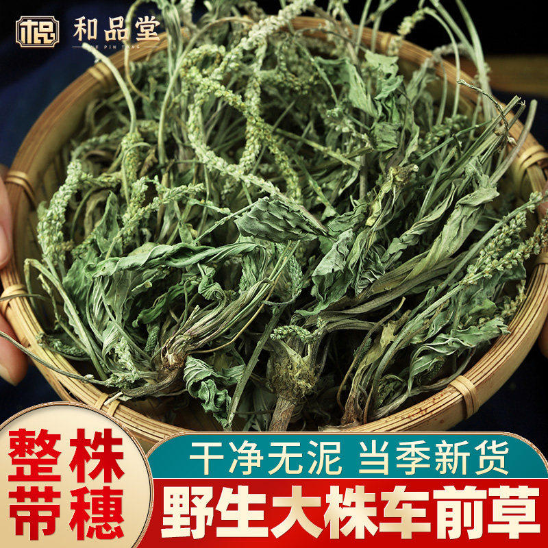 车前草中药材野生车钱草泡水泡茶新鲜干货整株袋车轮猫爪草车前子