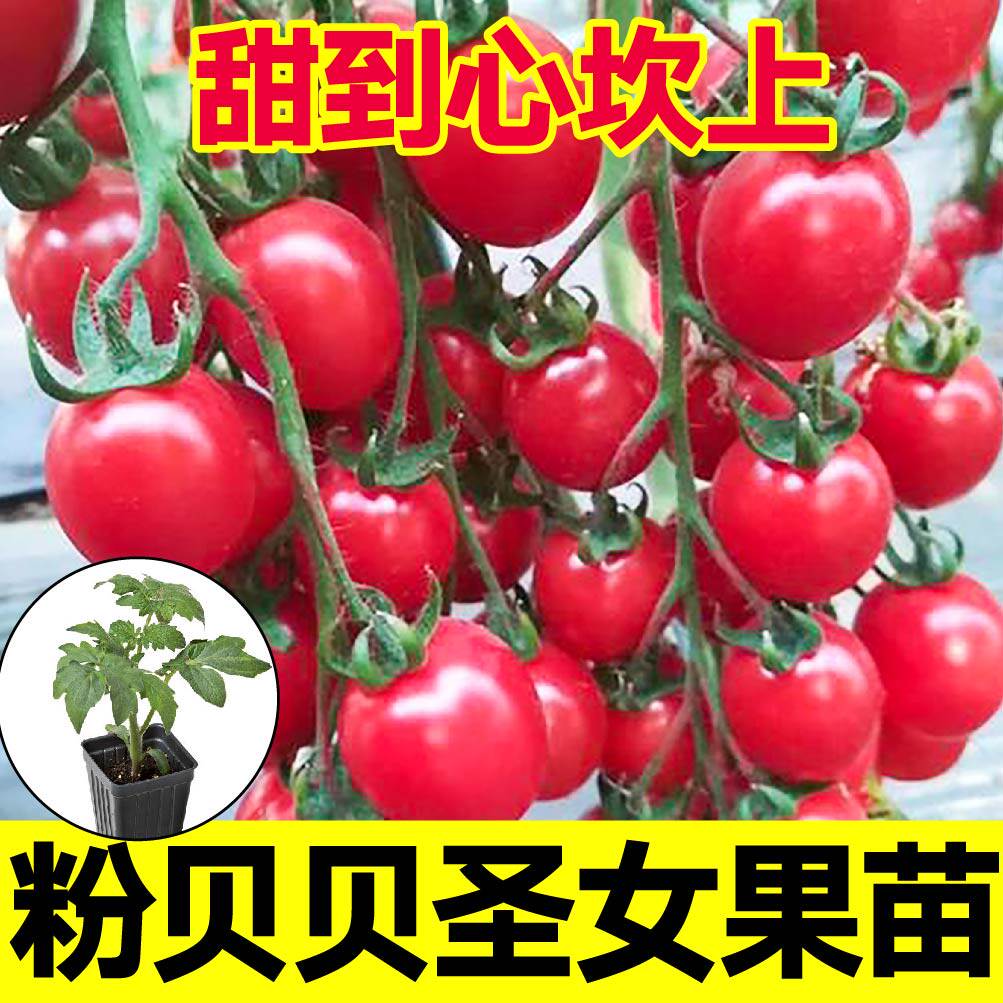 家哲四季盆栽粉贝贝番茄苗秧