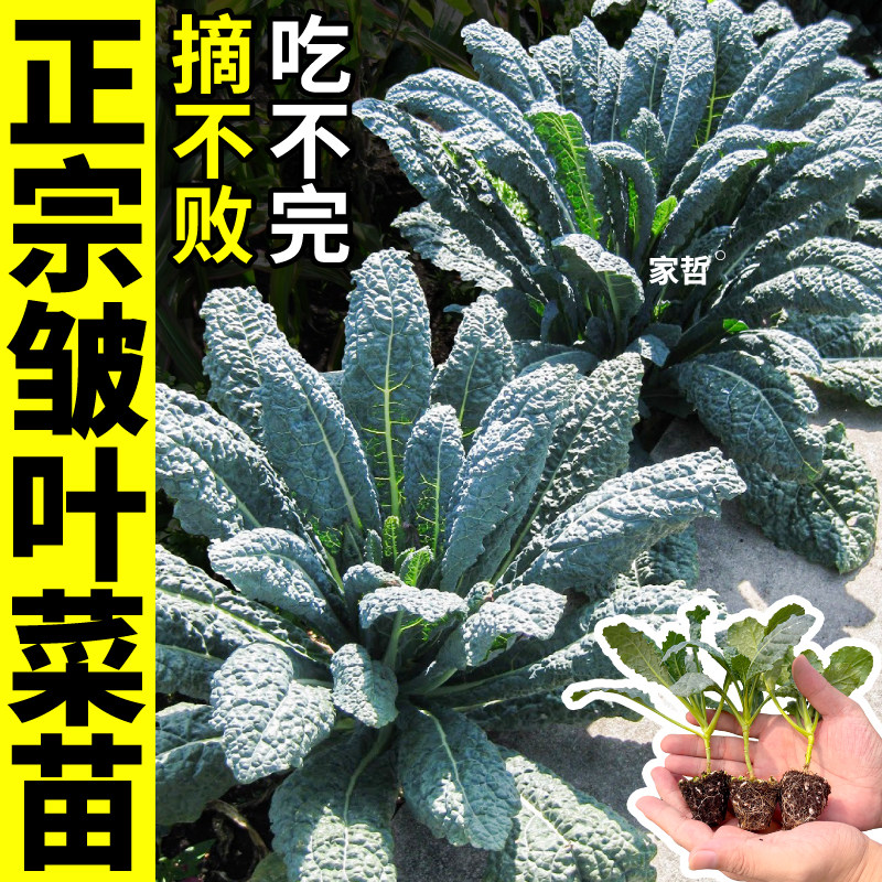 皱叶菜正宗高产蓝羽衣甘蓝苗秧四季秋冬种植可观赏可食用基地直发