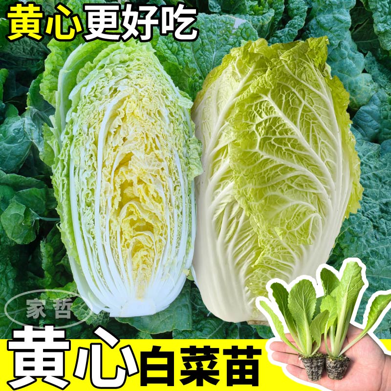 寿光黄心白菜苗秧耐寒脆嫩白菜苗四季阳台小院大田适合秋冬天种植