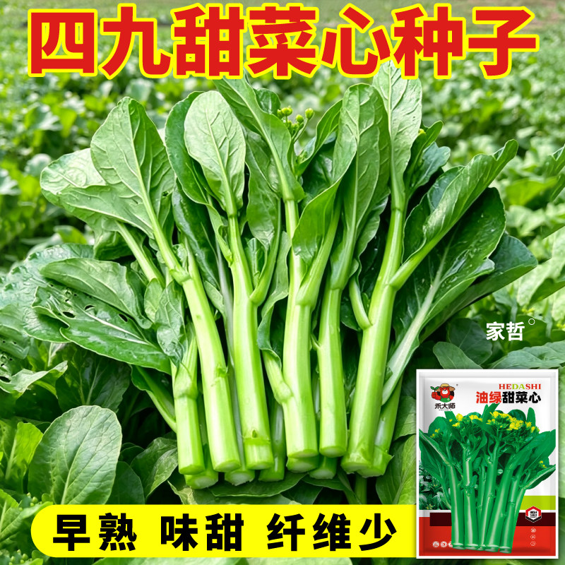 油绿甜菜心种子速生高产多茬采收青菜种子阳台蔬菜种子籽春秋易种