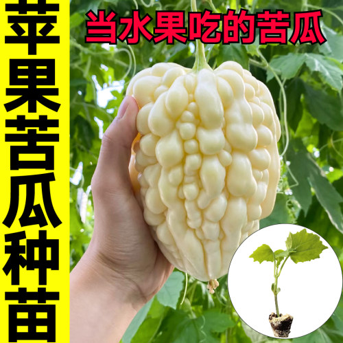 水果苹果苦瓜苗秧大白玉苦瓜种子