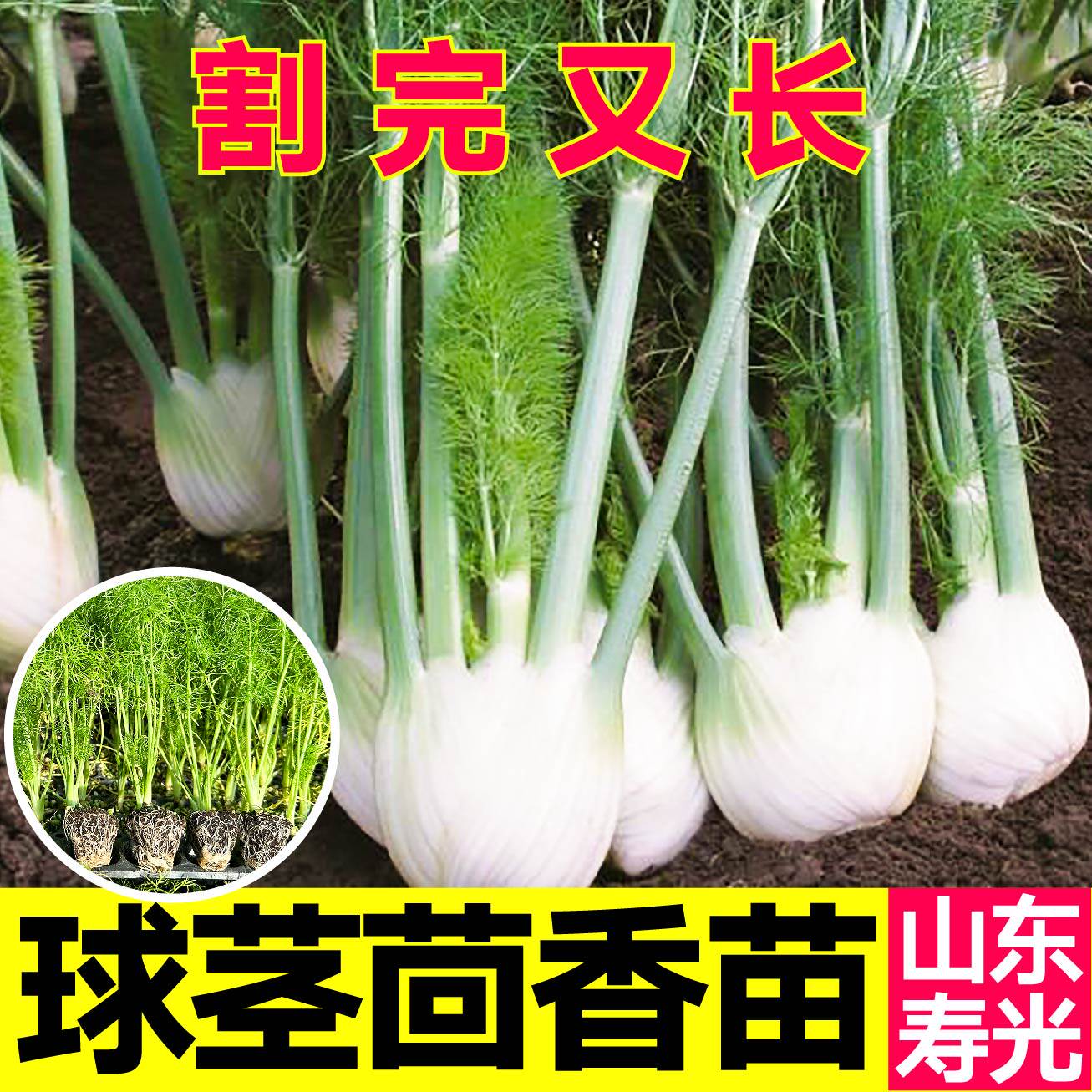 球茎茴香苗四季盆栽割完还长