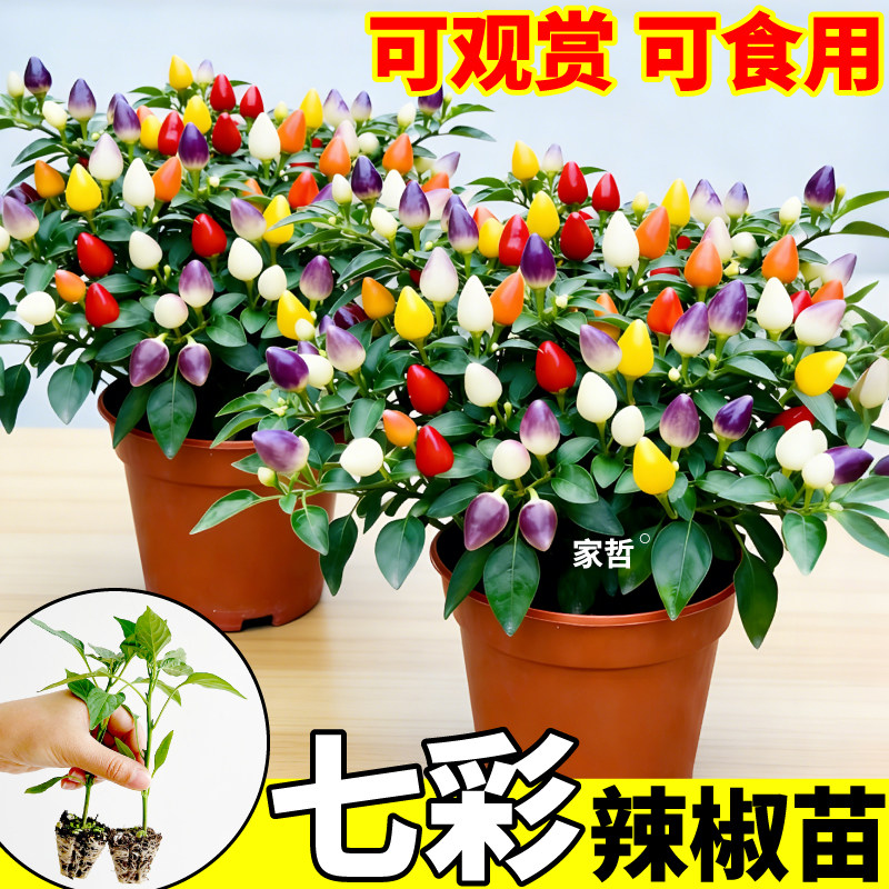 正品七彩辣椒苗秧四季阳台可种植
