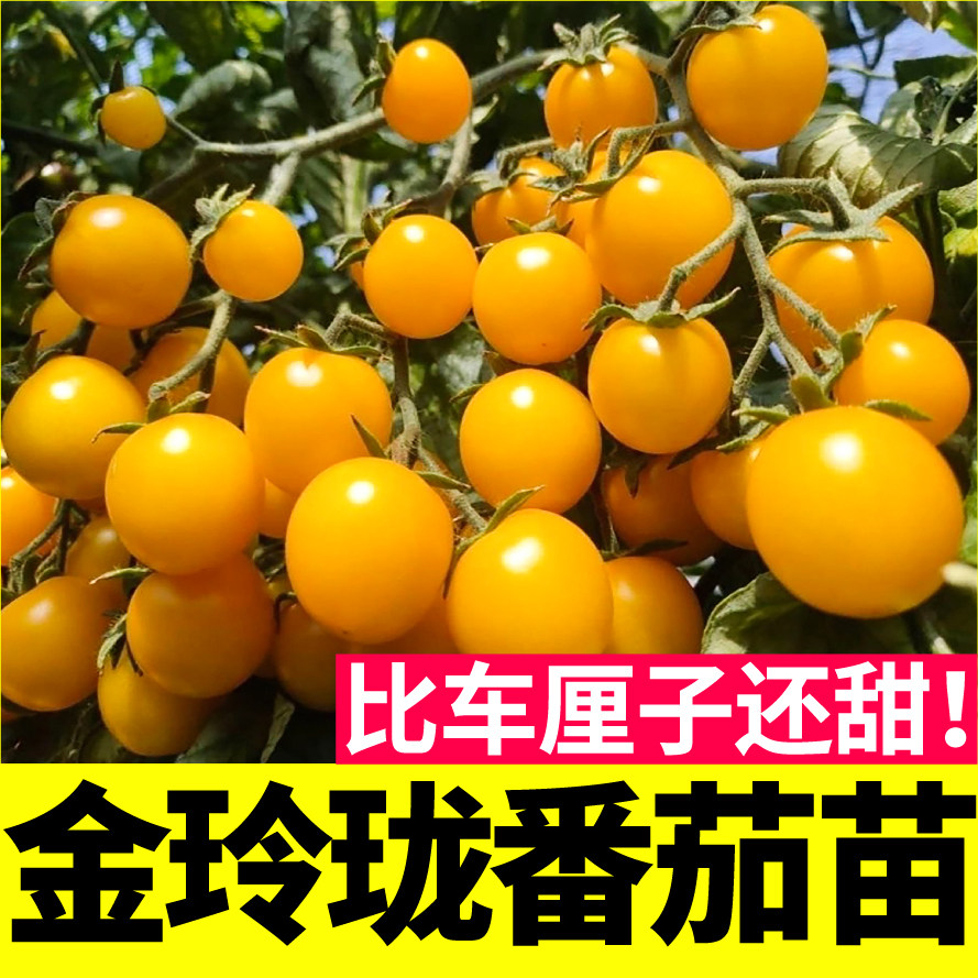 金玲珑番茄秧苗小黄樱桃圣女果籽