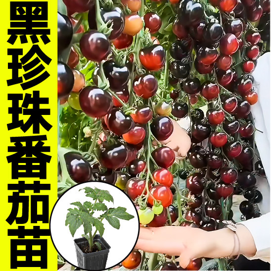 山东秧苗家哲黑珍珠四季
