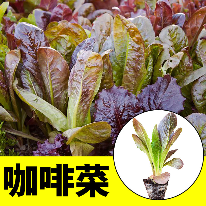 耐寒咖啡香麦菜秧苗种子紫罗马生菜绿直立生菜带土球四季春秋盆栽