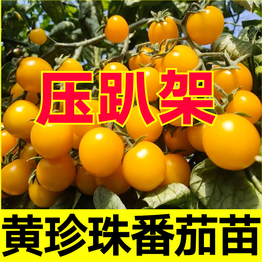 压趴架黄珍珠番茄苗秧种子四季