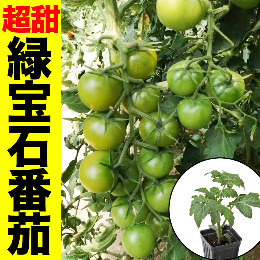 超甜西红柿家哲贼不偷四季
