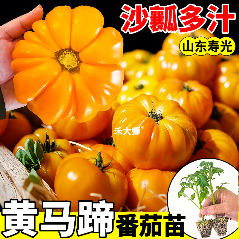 寿光黄马蹄番茄苗秧四季高产番茄种子老品种口感柿子红黄黑马蹄