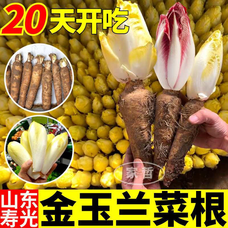 金玉兰菜根营养丰富高产软化菊苣根阳台庭院紫玉兰菜现挖现发大个
