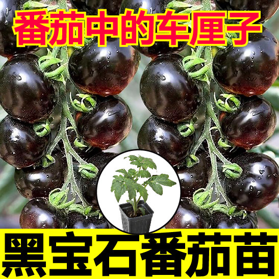寿光黑宝石番茄苗秧带土四季盆栽