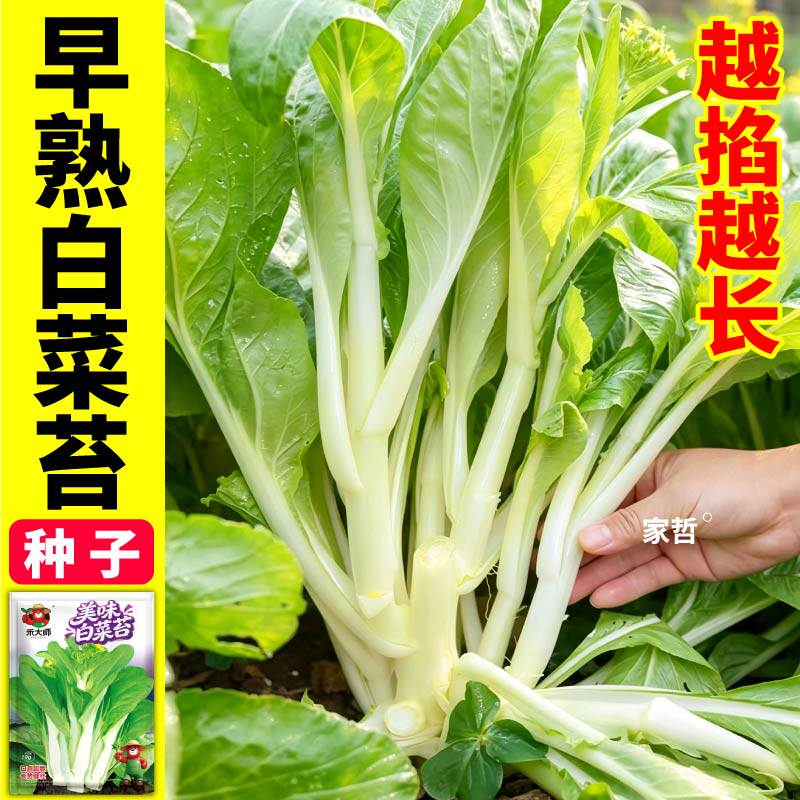美味白菜苔种子当年新种越掐越长