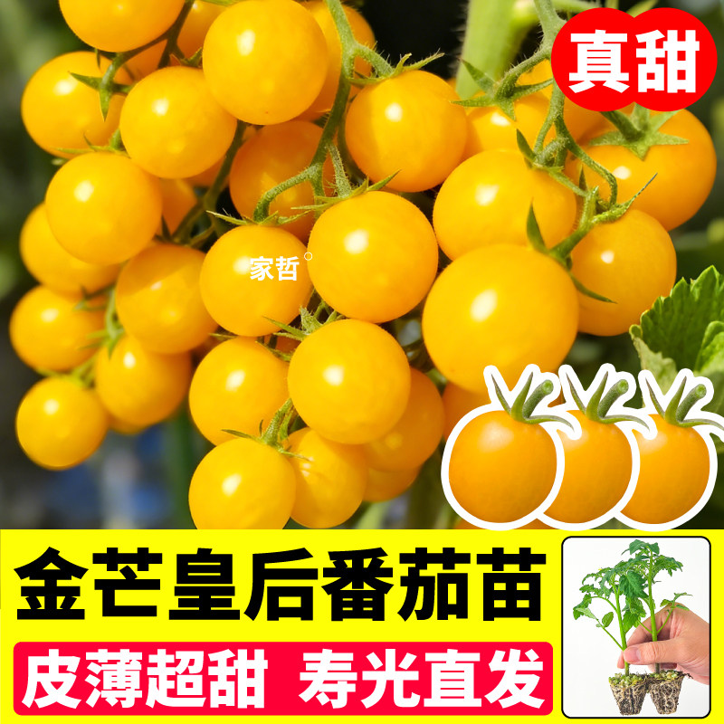 金芒皇后番茄苗秧圣女果种子种植