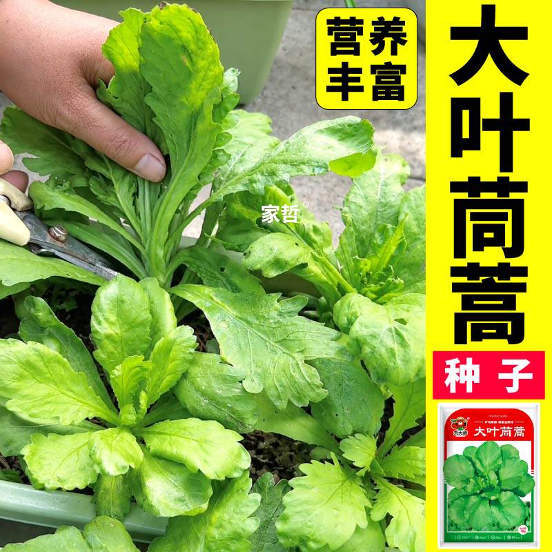 正宗叶片宽大肥厚大叶筒高种子