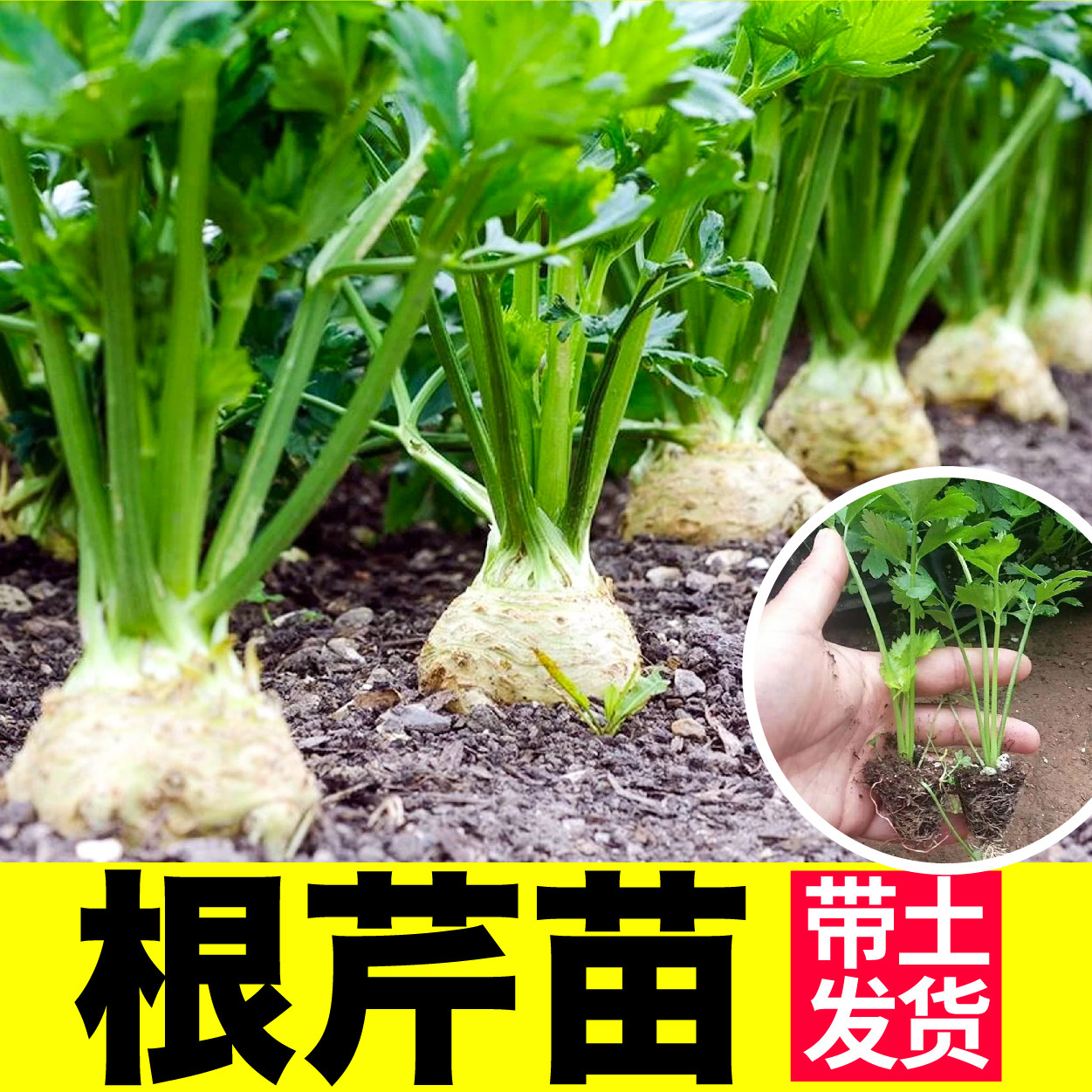 口感甜脆根芹苗秧洋芹蔬菜种子