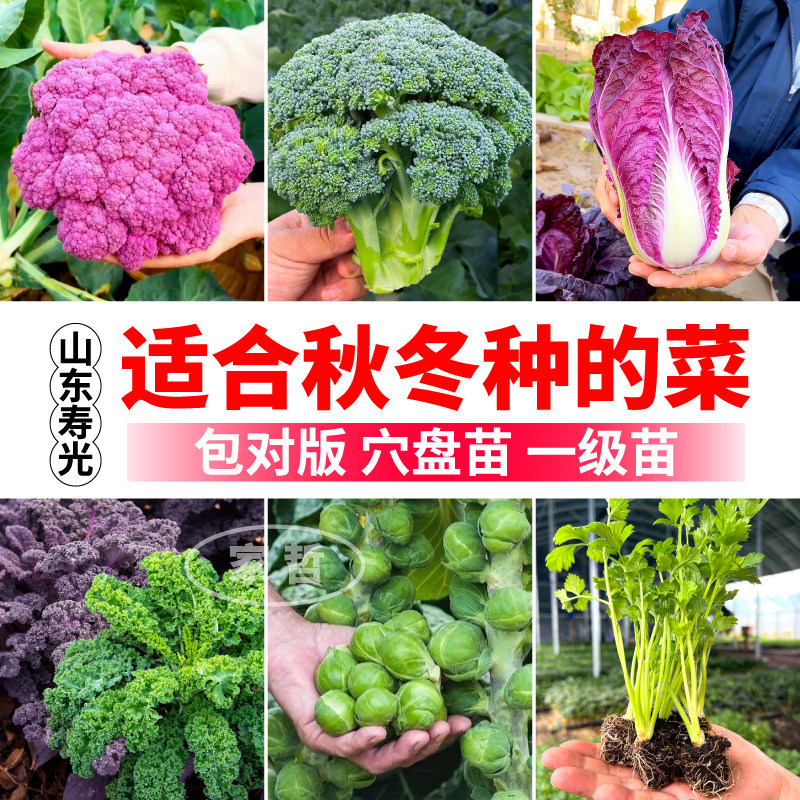 山东寿光各种蔬菜苗秧苗适合秋冬种的菜苗秧白菜花菜西兰花甘蓝苗