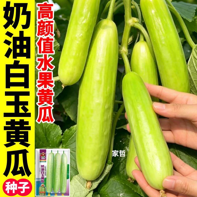 寿光奶油白玉黄瓜种子四季高产水果黄瓜种籽阳台盆栽地栽蔬菜种籽