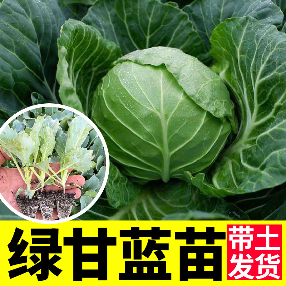 球心绿甘蓝苗秧带土球包菜卷心西兰花菜种子四季阳台盆栽蔬菜耐寒