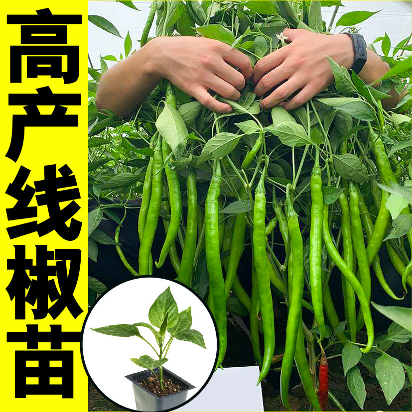 线椒苗秧带土球四季阳台辣椒种子