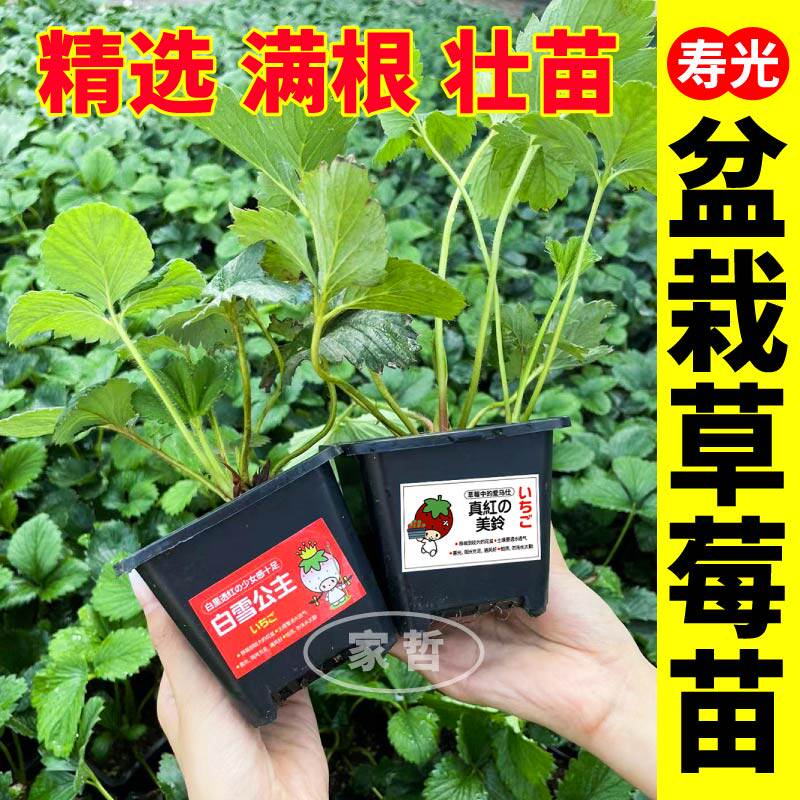 原土原盆草莓苗盆栽当年结果食用章姬红颜真红美铃草莓苗阳台种植