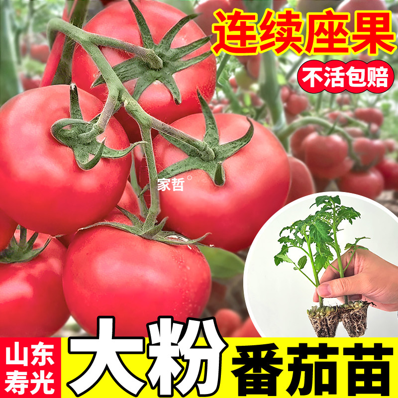 山东寿光大粉番茄苗秧沙瓤口感