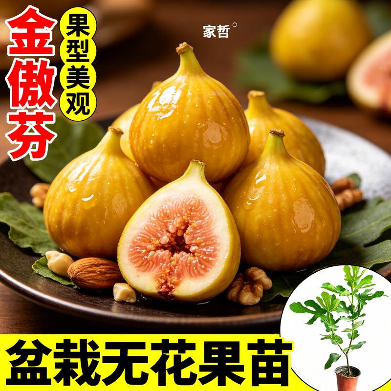 金傲芬无花果树苗庭院盆栽种植