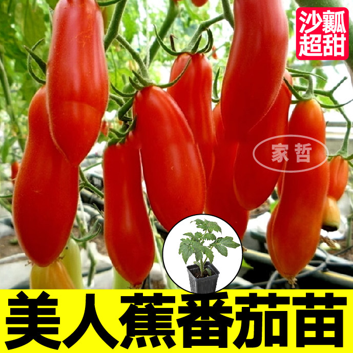 山东寿光美人蕉番茄苗秧四季高产奶油香蕉水果番茄种子金玲珑千禧