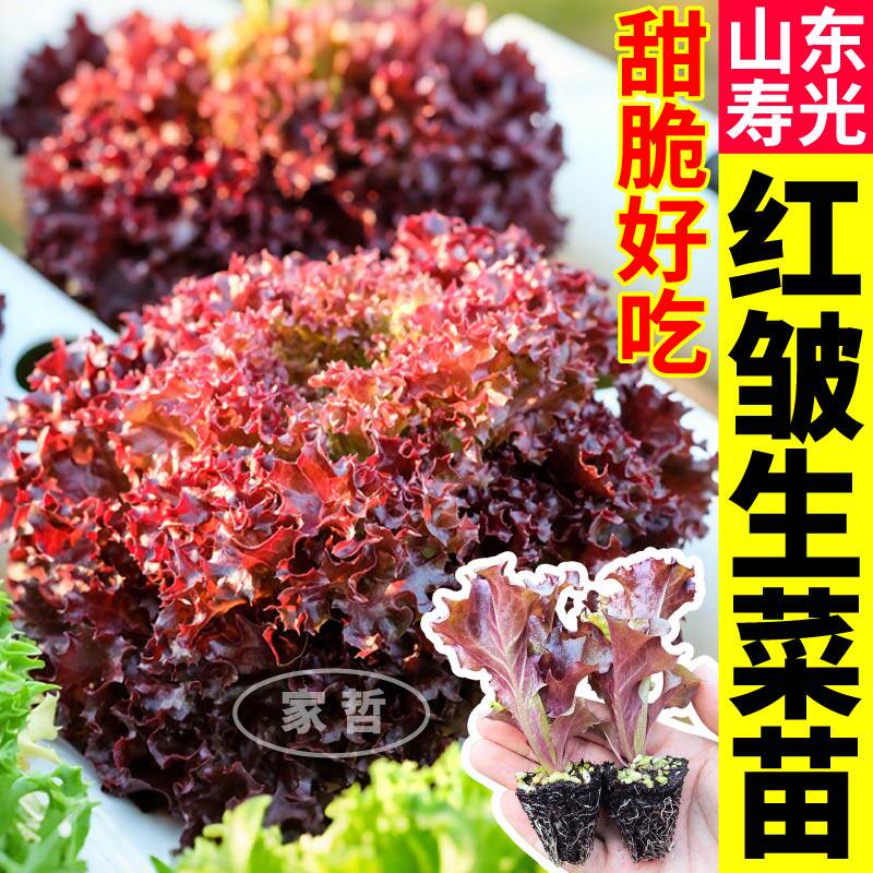 寿光红皱生菜苗秧高产四季阳台大速奶油意大利生菜种子盆栽庭院