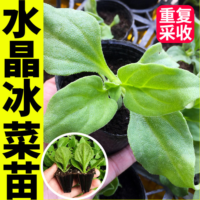 台湾冰菜更大冰粒高产