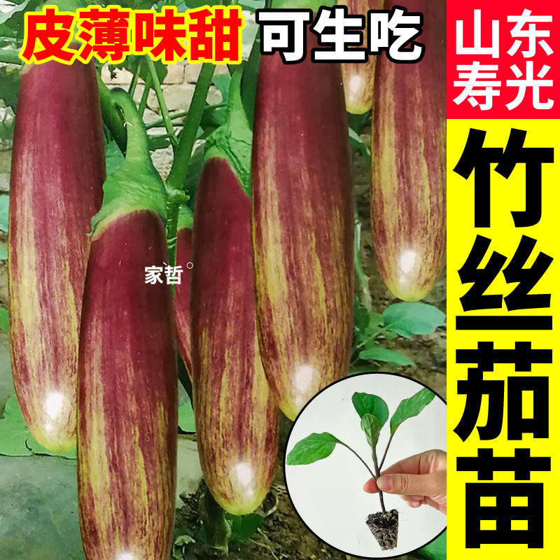 寿光正版竹丝茄长茄苗秧糯甜高产
