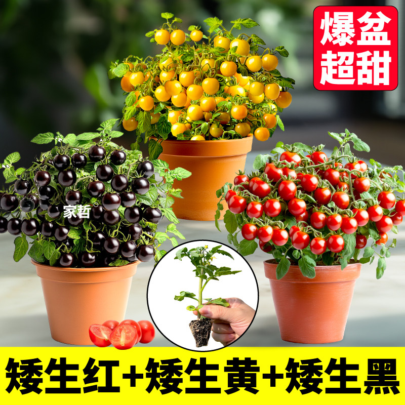 寿光矮生番茄苗盆栽四季种植