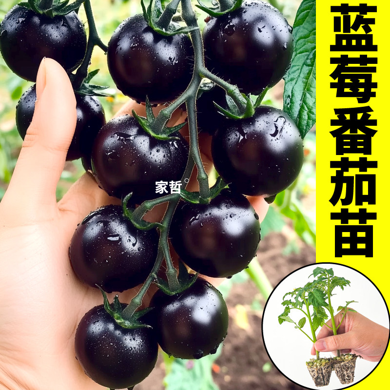 寿光蓝莓番茄苗四季可种水果番茄