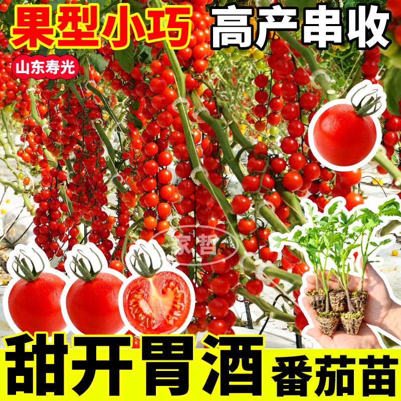 山东寿光甜开胃酒番茄秧苗