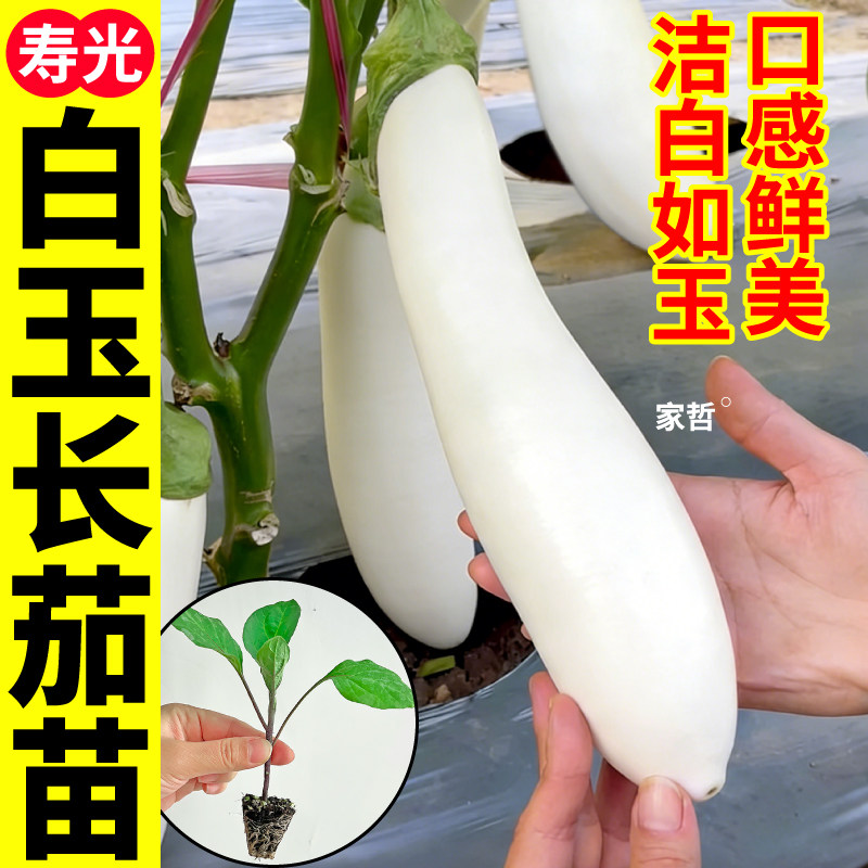 寿光白茄子苗秧四季阳台易种植