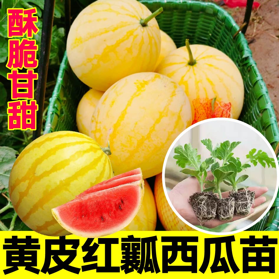 黄皮红瓤西瓜苗四季盆栽