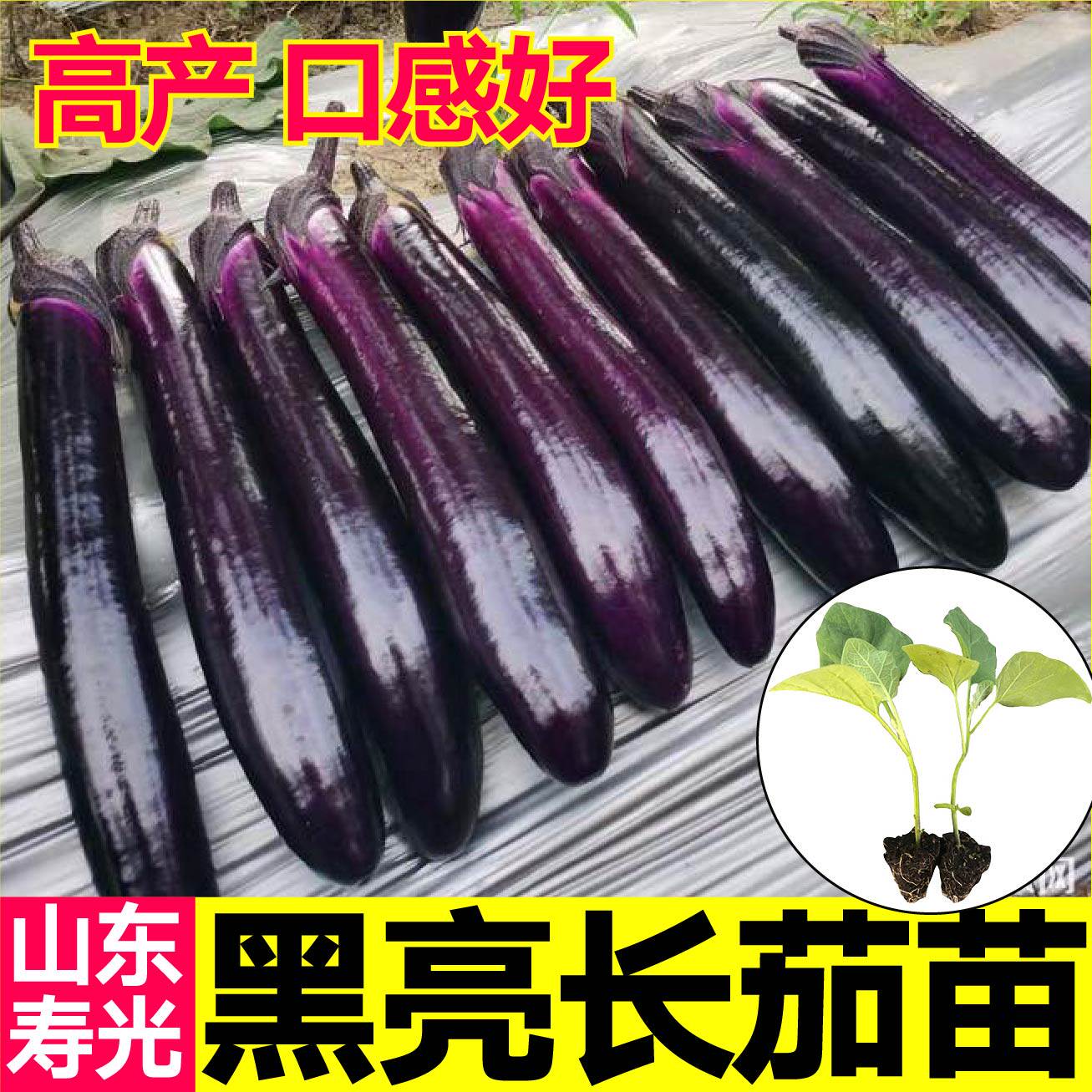 黑又亮长茄苗四季盆栽带土球