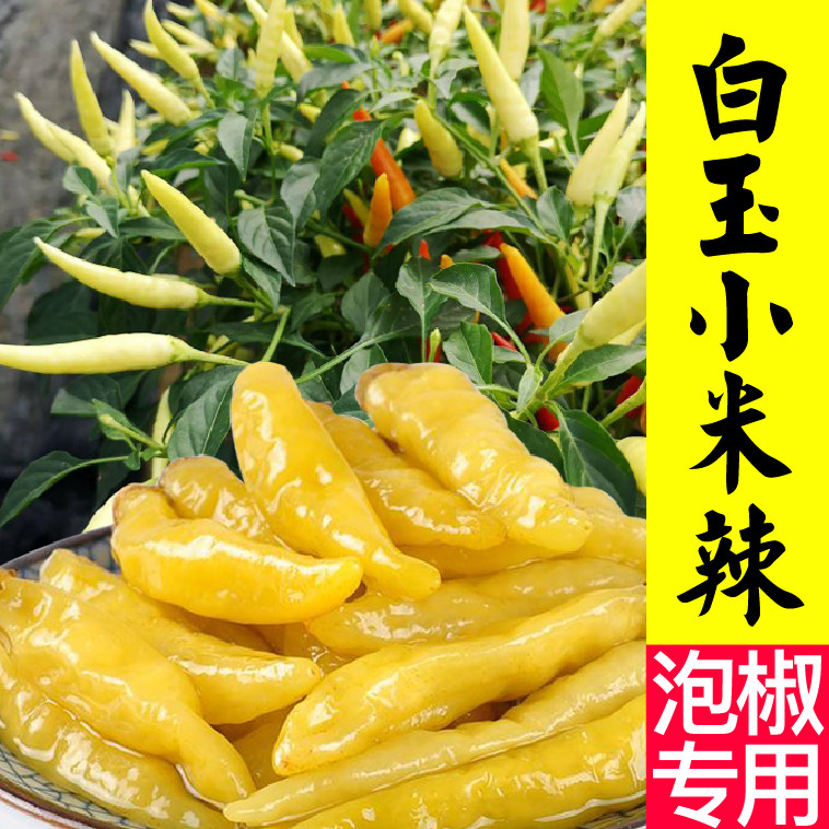 白玉小米辣苗秧带土春秋泡椒种子