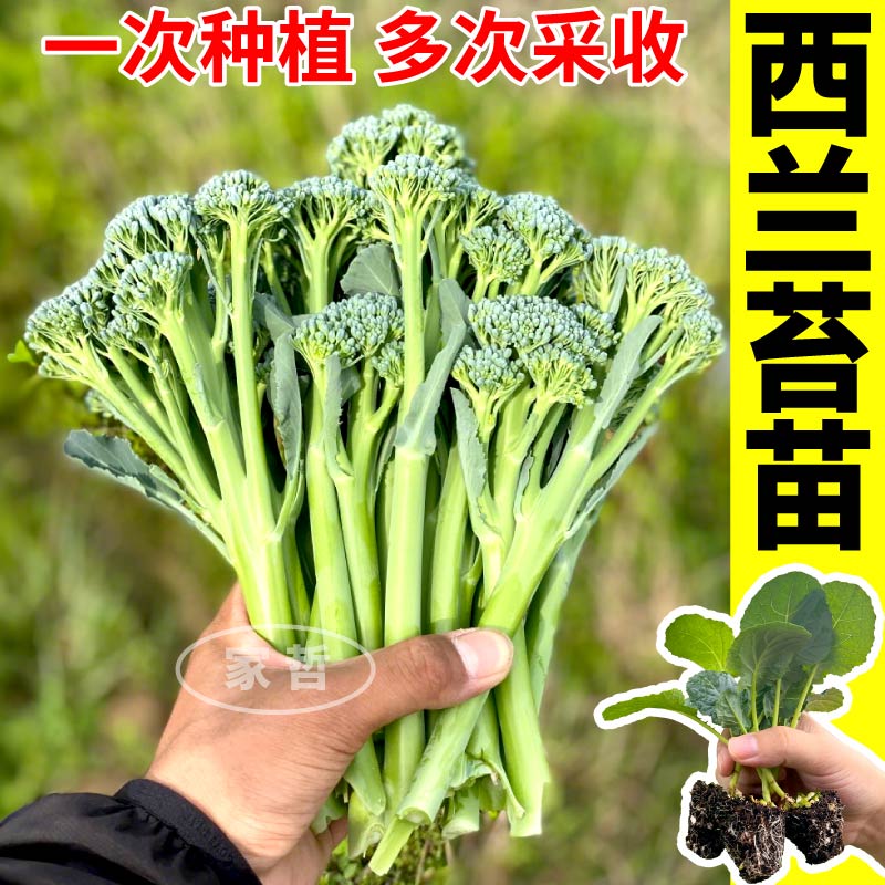 正宗西兰苔苗秧带土发货西兰花松花菜种子阳台盆栽四季耐寒蔬菜