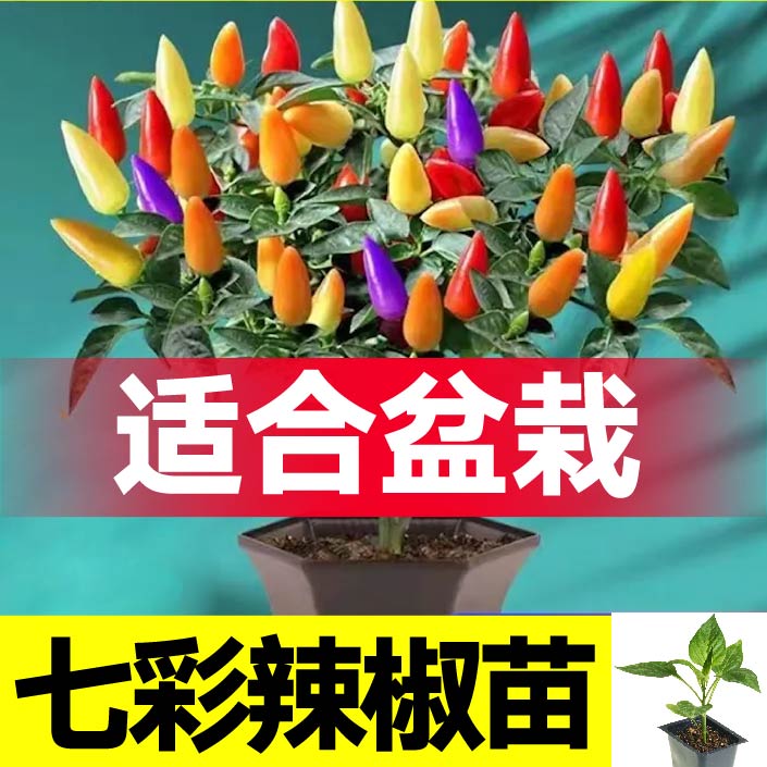 家哲四季盆栽七彩小尖椒苗