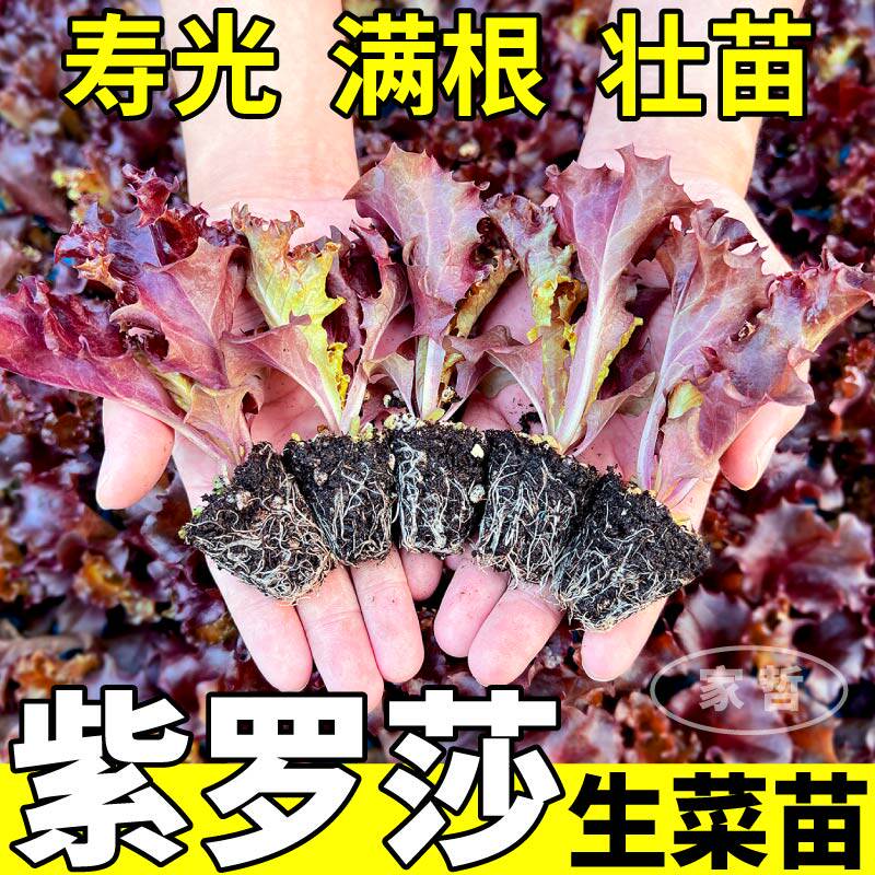 紫罗莎生菜苗秧四季高产甜脆奶油大速红皱生菜种子盆栽阳台庭院