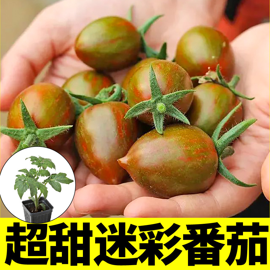 超甜迷彩番茄苗秧红黄圣女果种子
