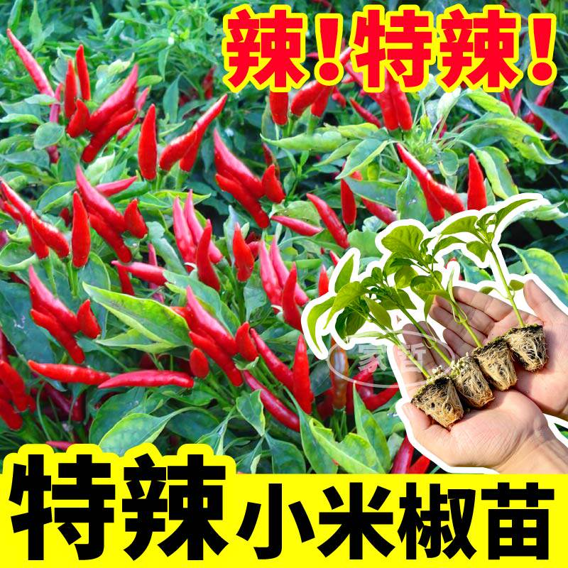 红小米辣椒苗四季盆栽野山椒辣椒