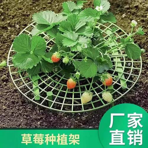 草莓托果网种植托盘支架