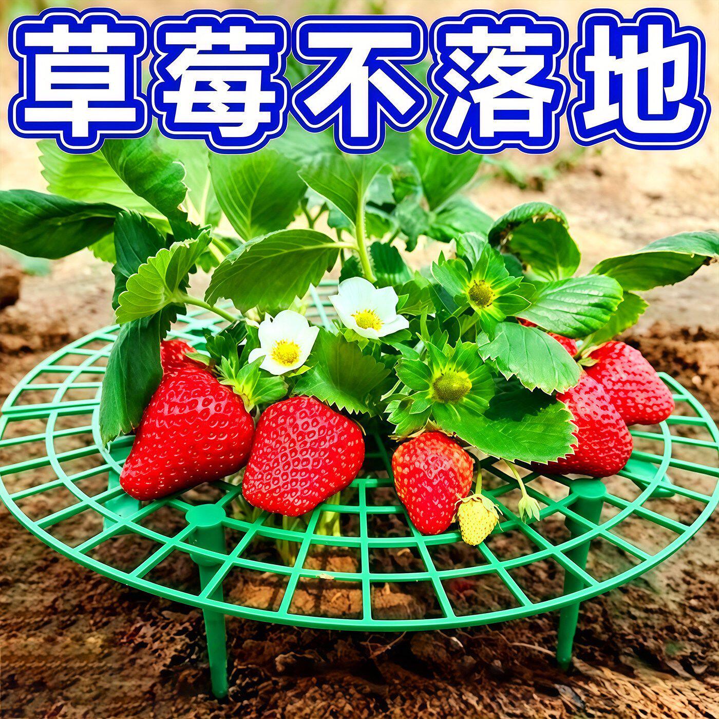 家庭草莓种植支架托架防