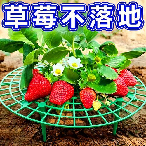 家庭草莓种植支架托架防