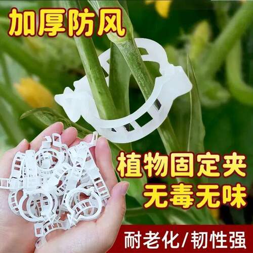 黄瓜西红柿豆角爬藤枝条